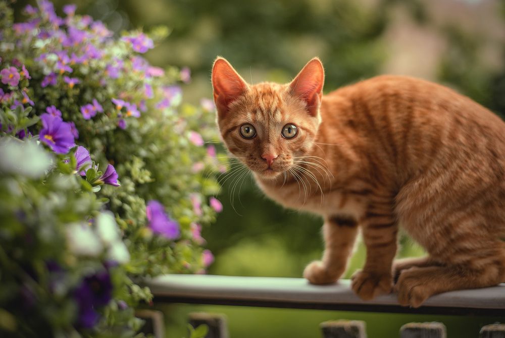 Фотография автора Ирина Пиманова