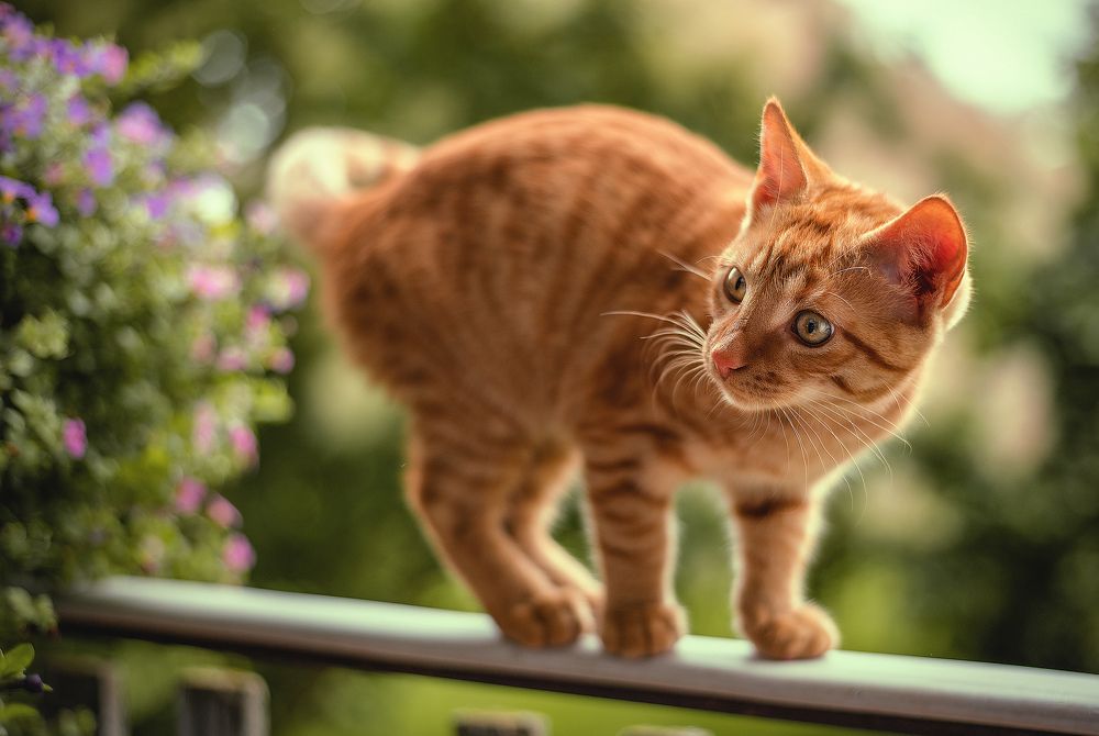 Photograph by Ирина Пиманова