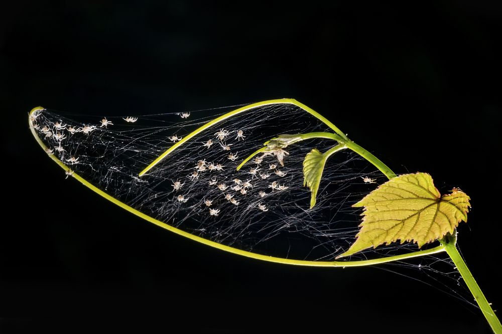 Photograph by AGNISWAR GHOSAL