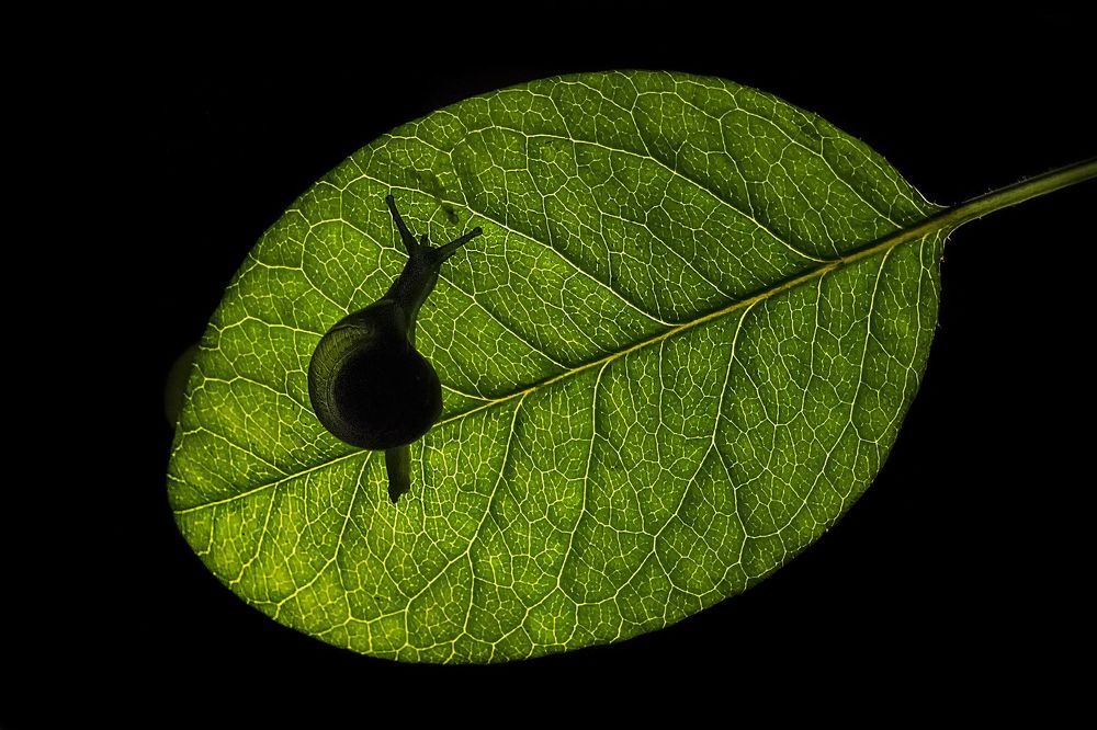 Photograph by AGNISWAR GHOSAL