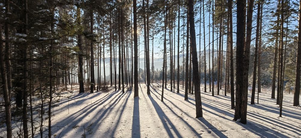 Полдень в Забайкальском лесу