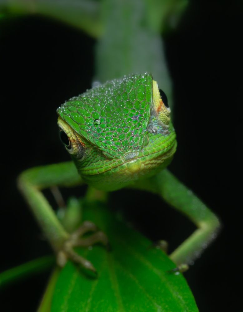 Photograph by Pramod Naween Padmananda