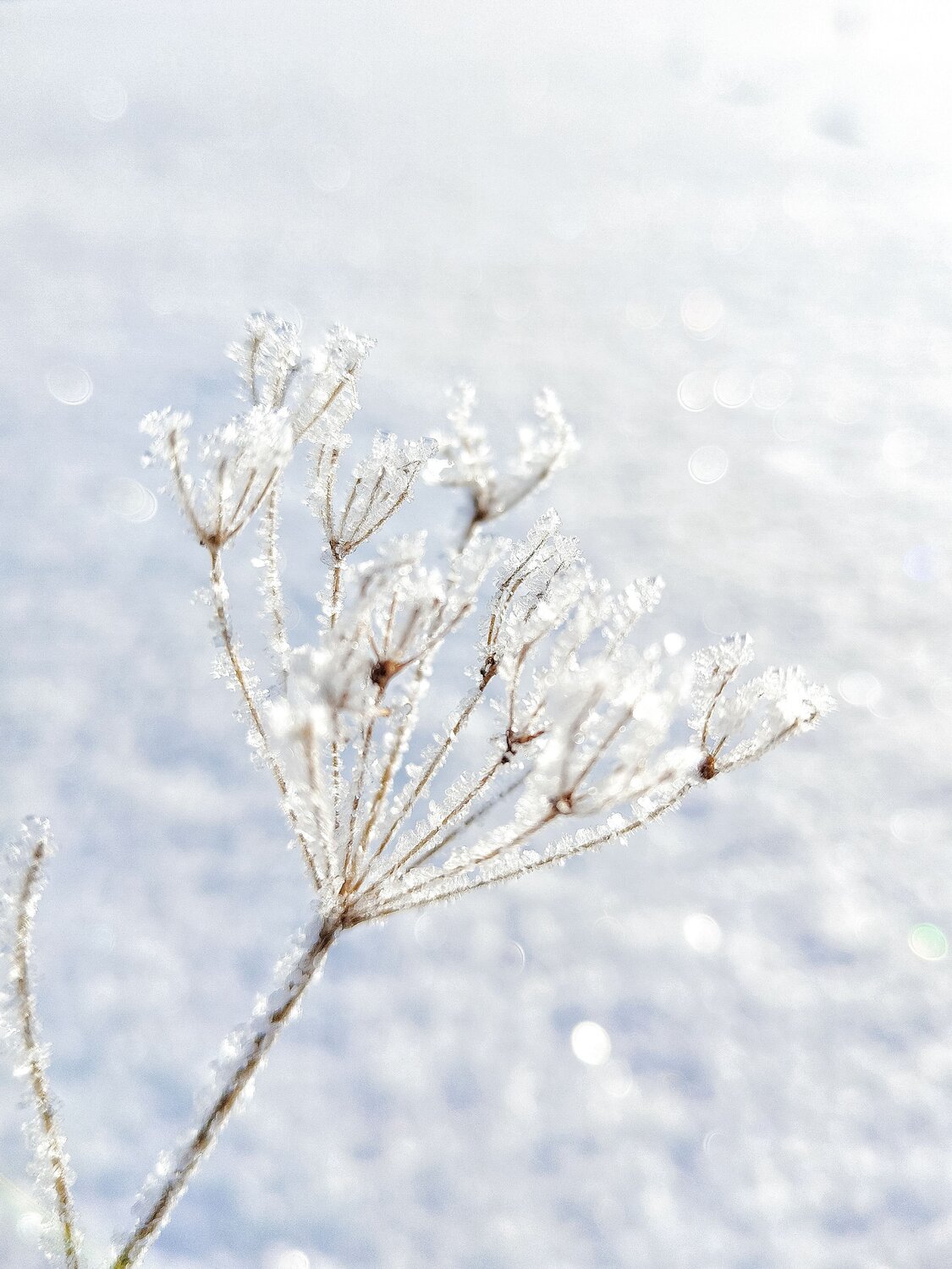 Photo #8966916