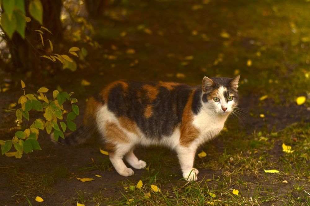 Photograph by Елена Иванова