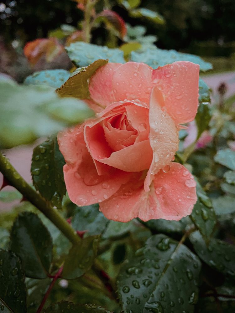 Photograph by Anastasia Kopylova