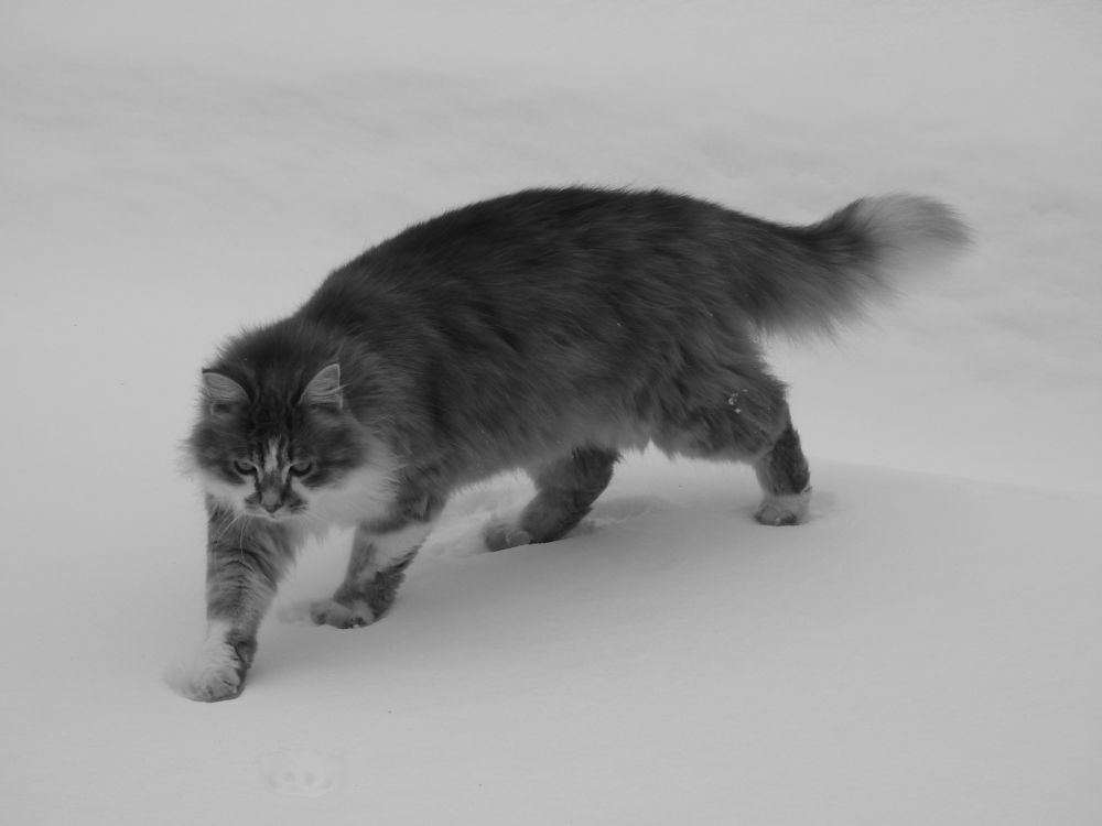 Photograph by Josée Beauchemin