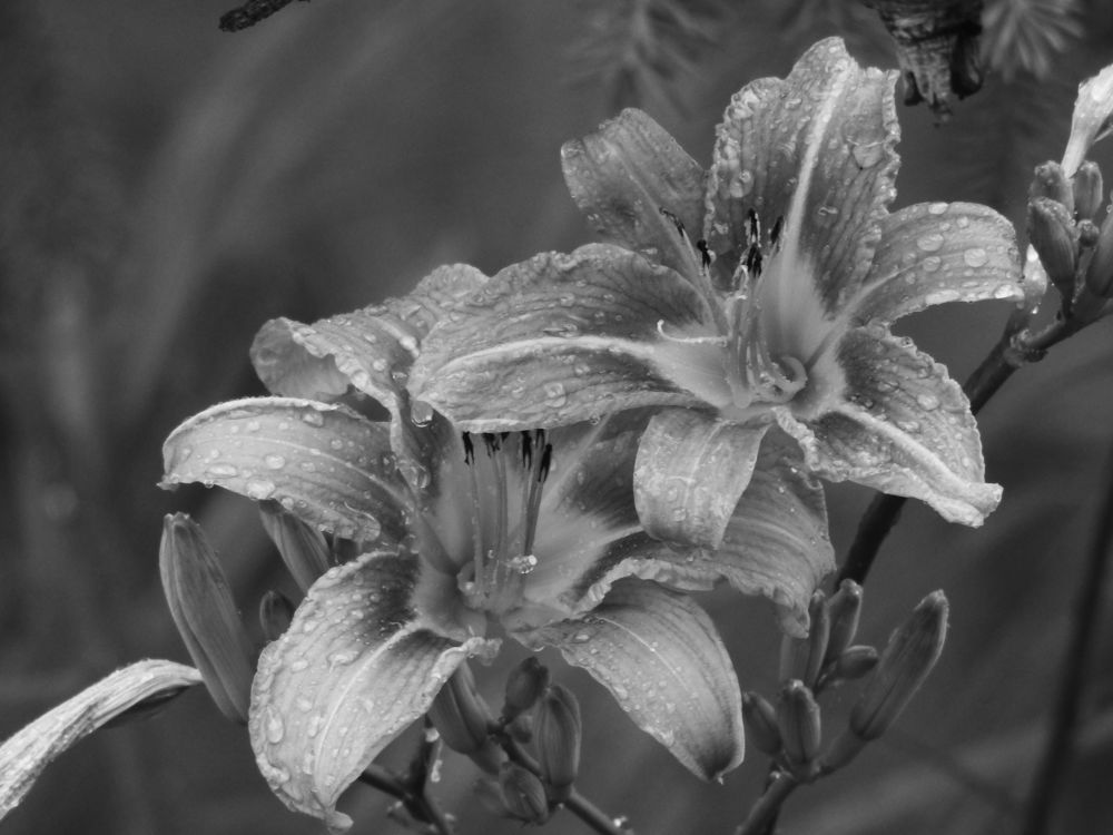 Amérocalne sous la pluie