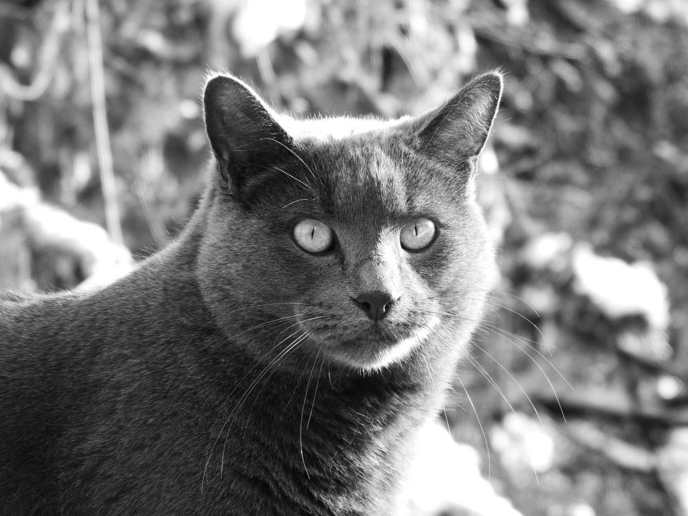 Photograph by Josée Beauchemin