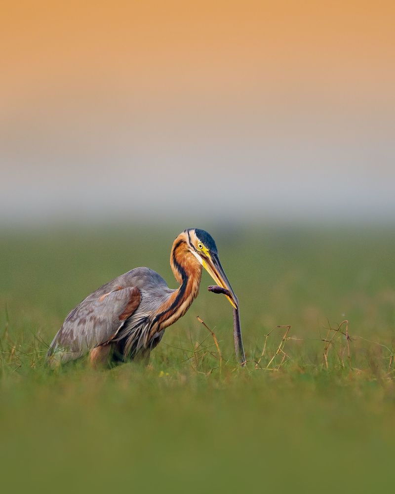 Фотография автора Mainak Halder