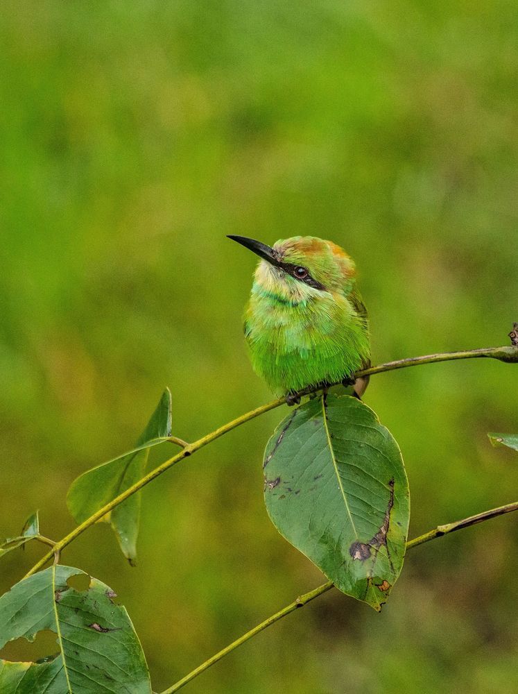 Фотография автора Purushothma KS