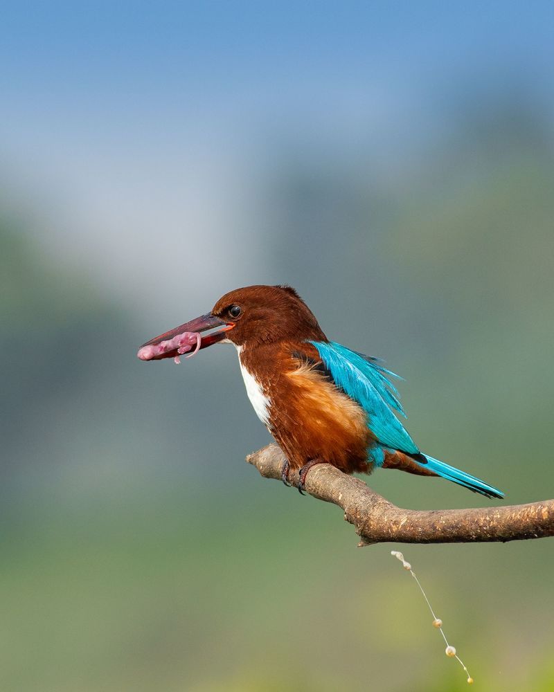 Фотография автора Mainak Halder