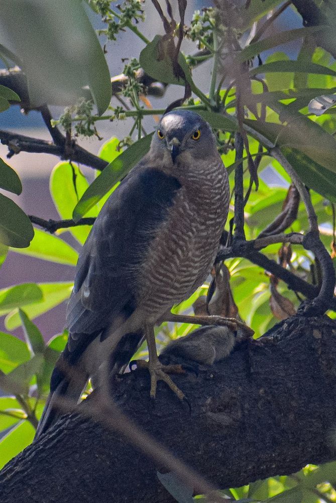 Photograph by Shoumik Bhattacharya