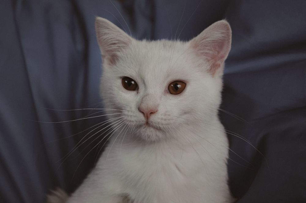 Photograph by Екатерина Савеня