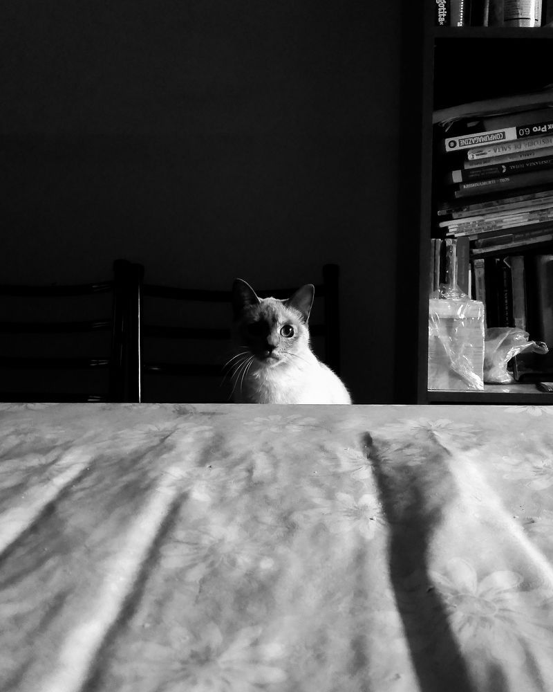 Photograph by José Luis Godoy