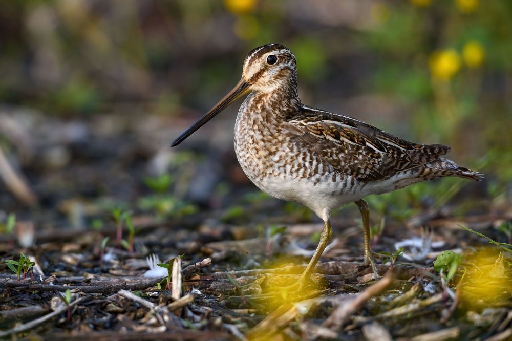 Важной походкой