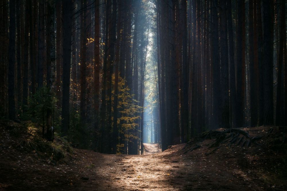 Photograph by Соколова Елена