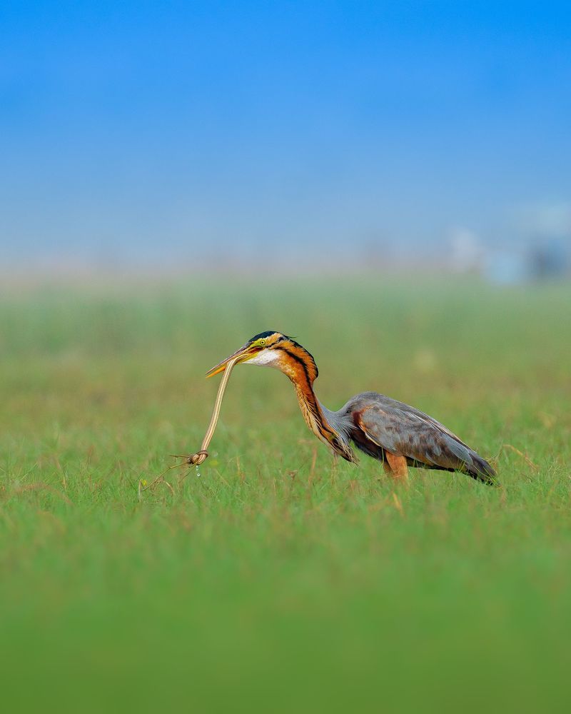 Фотография автора Mainak Halder