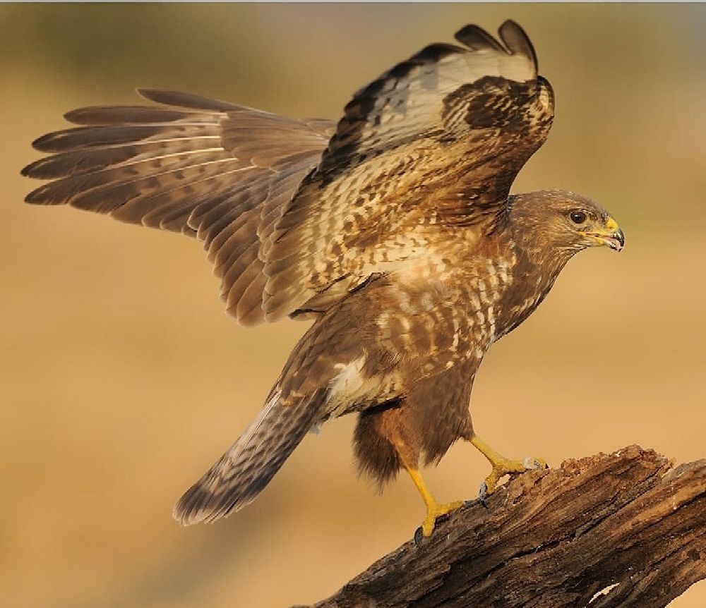 Photograph by Sohrab Niazi