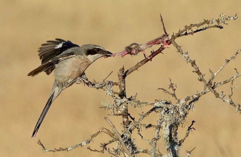 Photograph by Sohrab Niazi