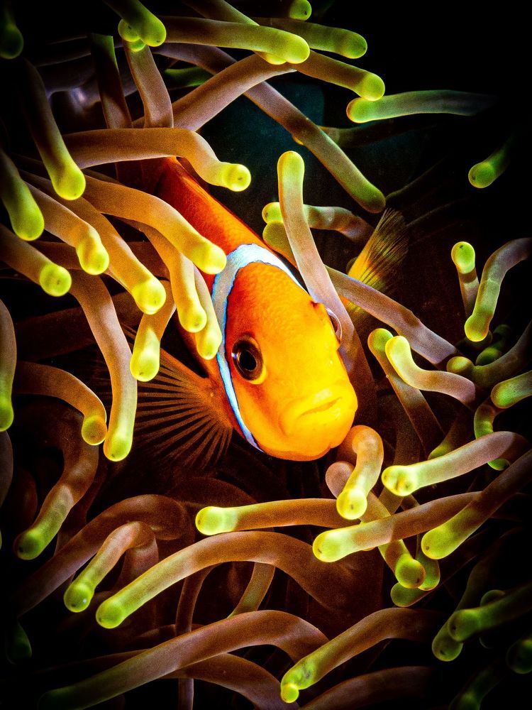 Photograph by Alexander Plakida