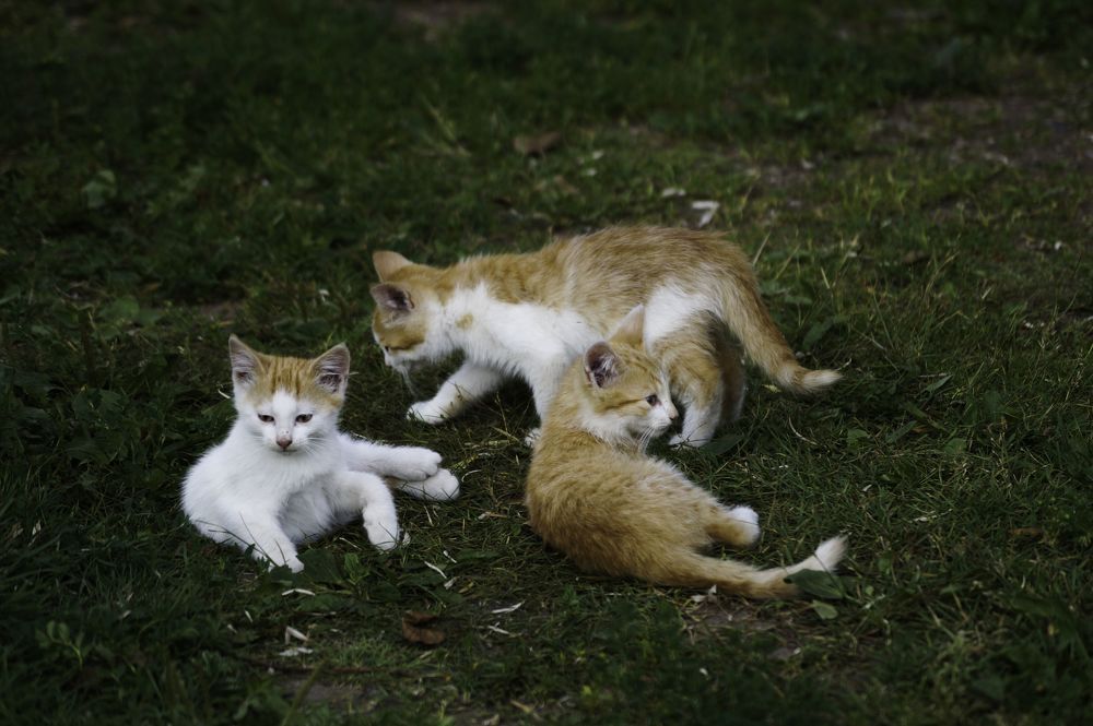 Photograph by Оксана Кобинец