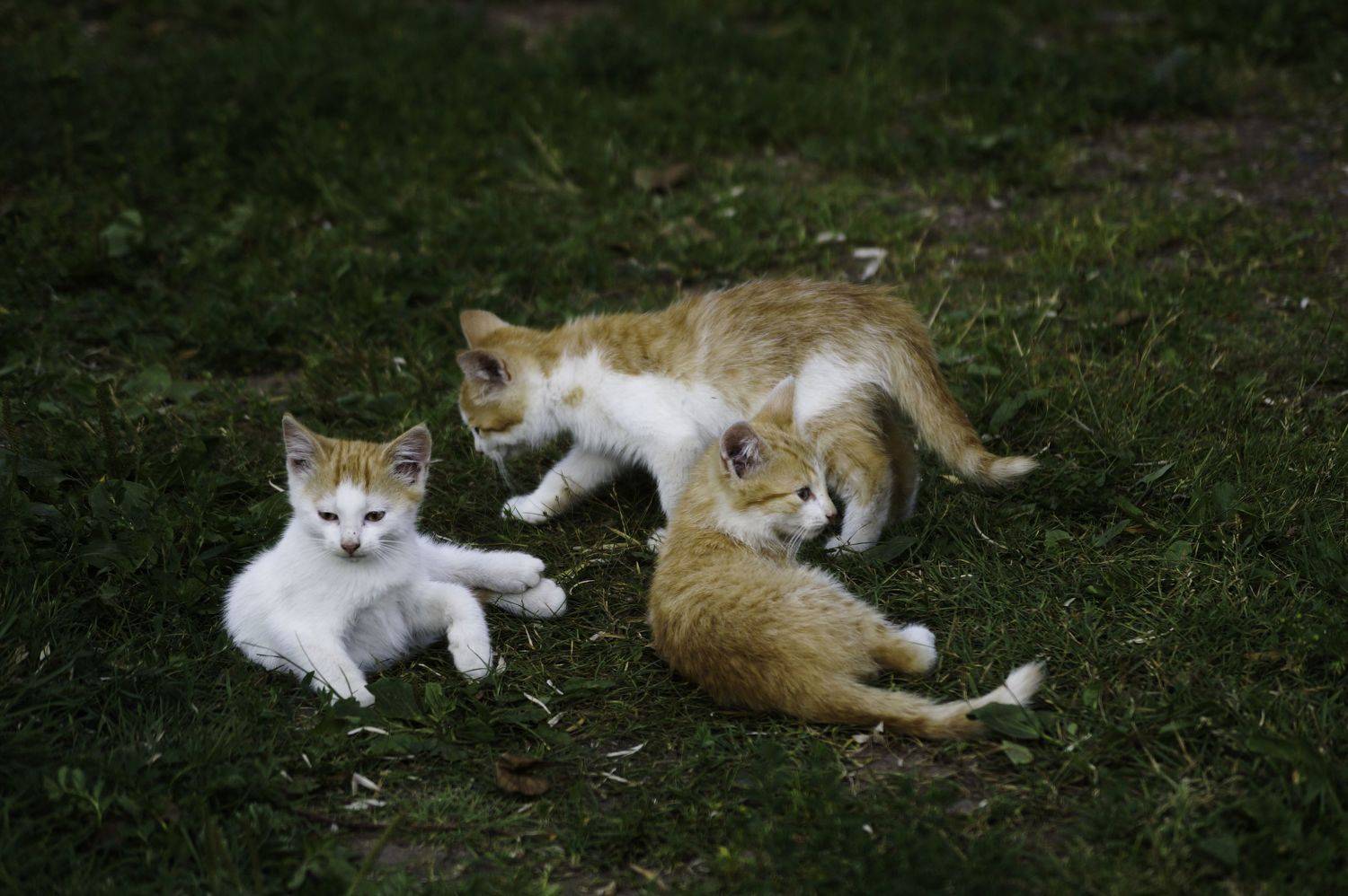 Photo #8967873