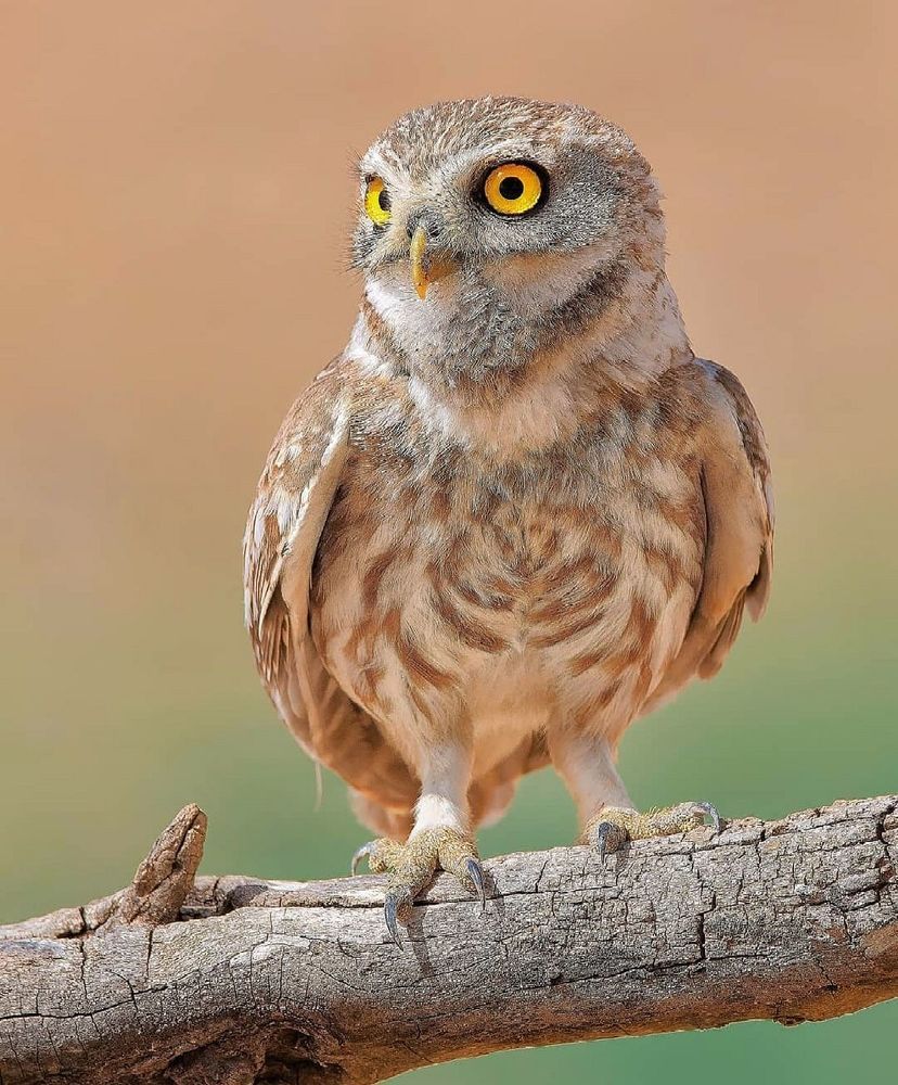 Photograph by Sohrab Niazi