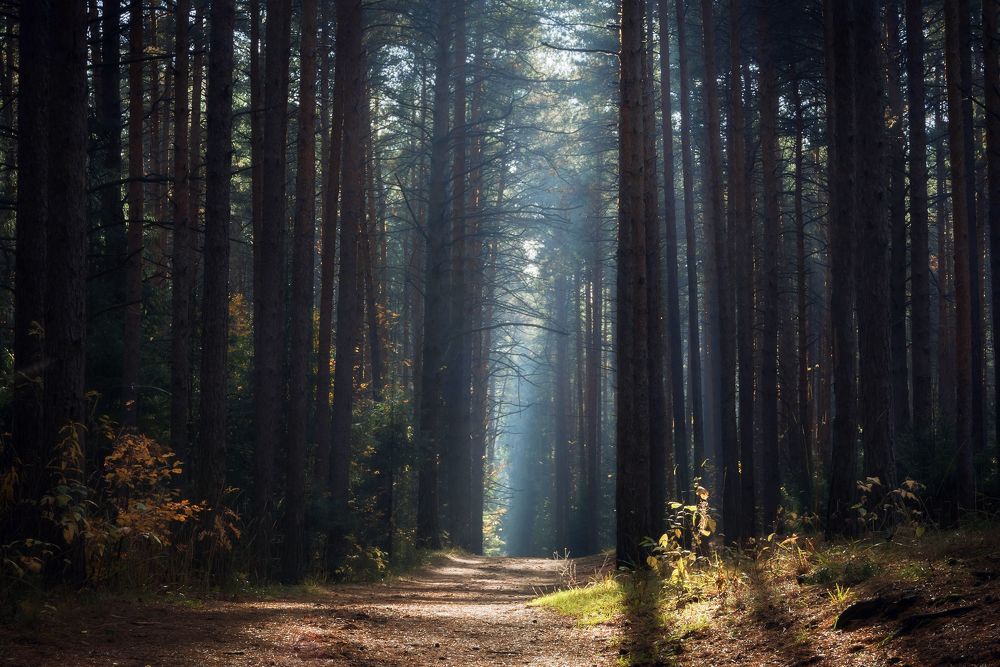 Photograph by Соколова Елена