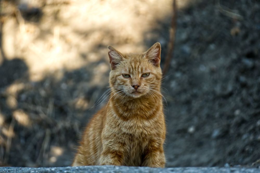 Photograph by Михаил Рахманин