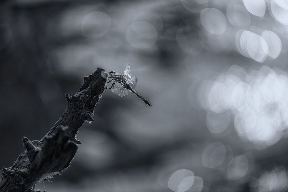 Фотография автора Игорь Баранов