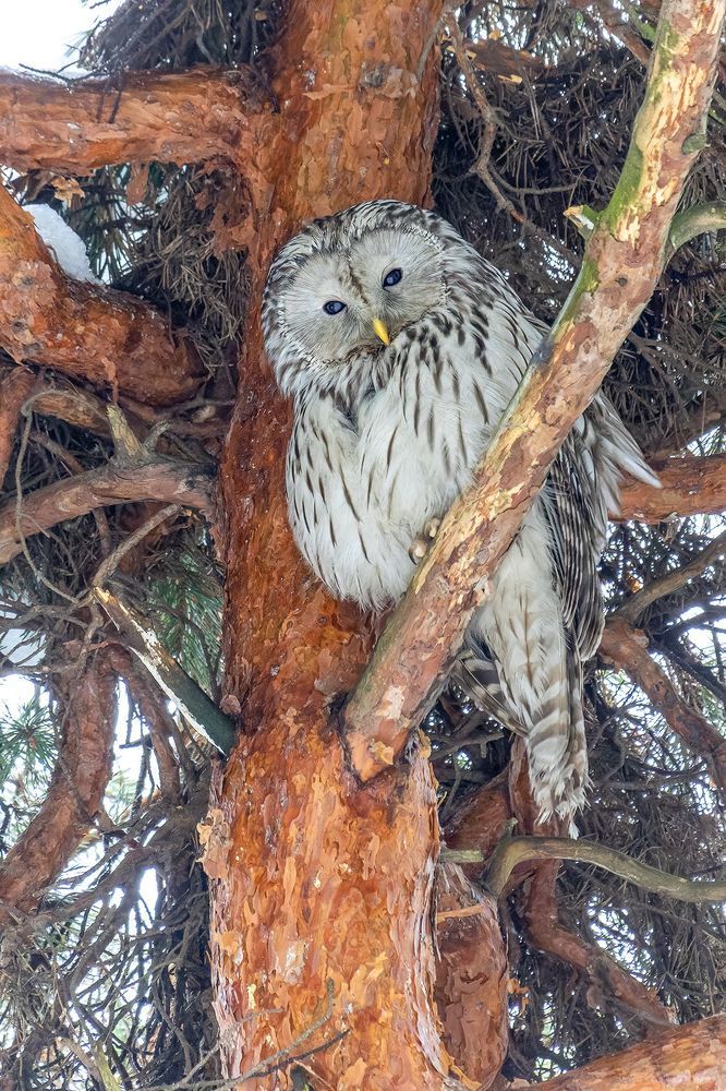 Хозяйка леса