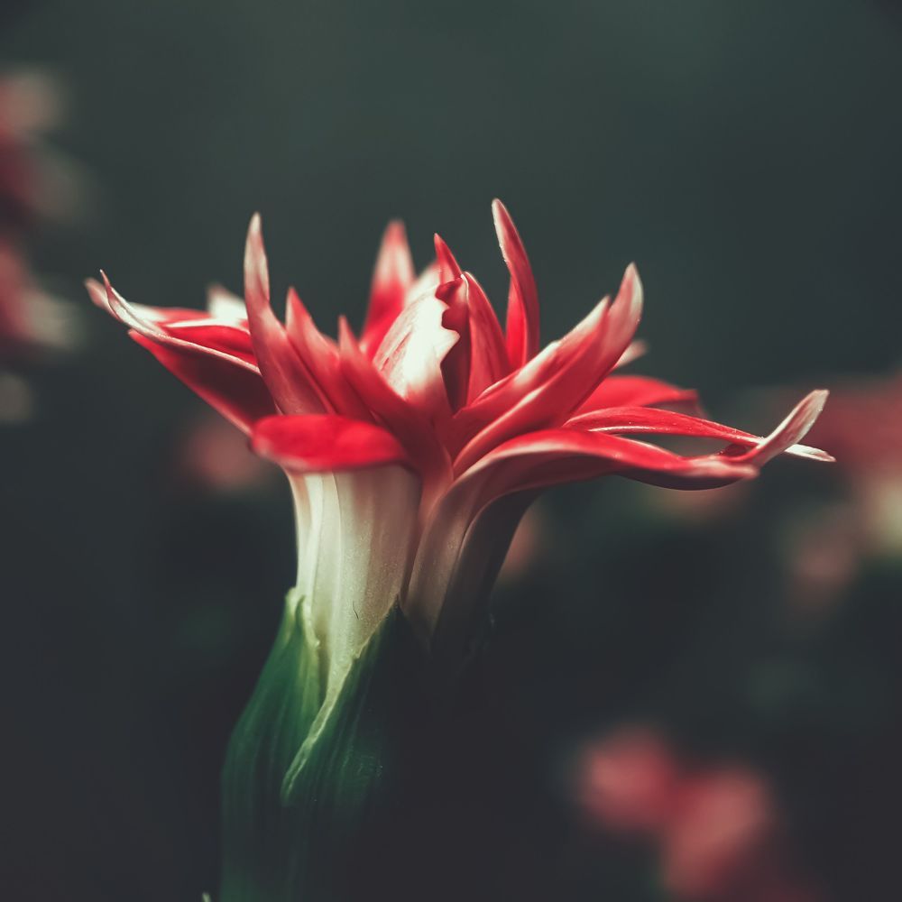 Photograph by NGUYEN LIEN