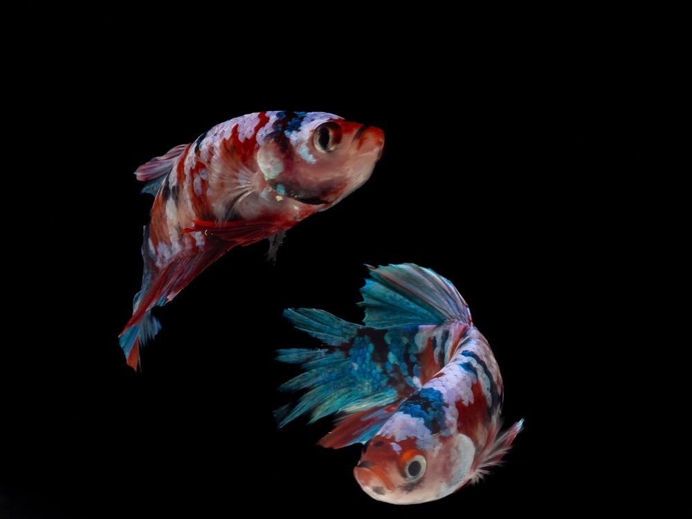 Photograph by Budi Yuwono