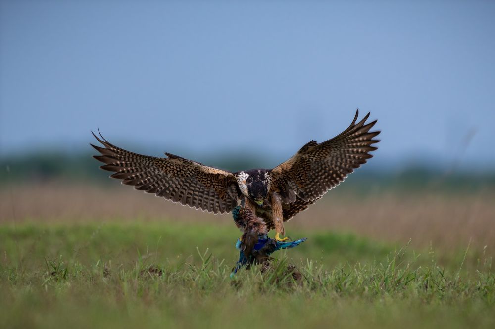 Spread your wings and