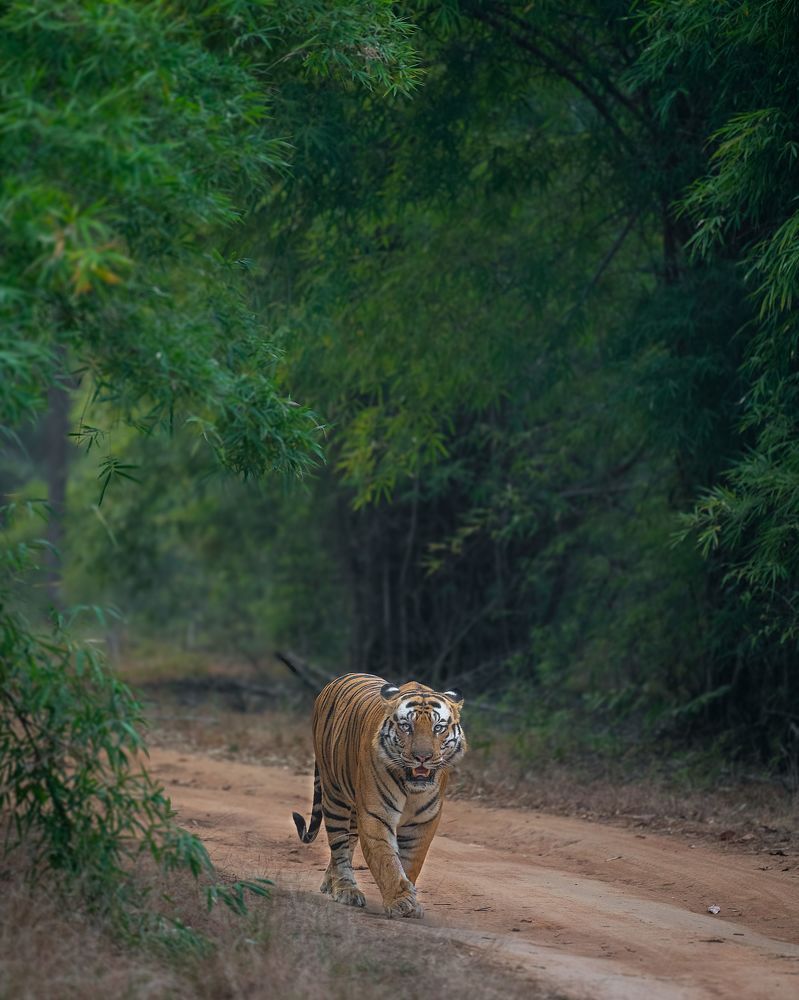 Embracing life head on