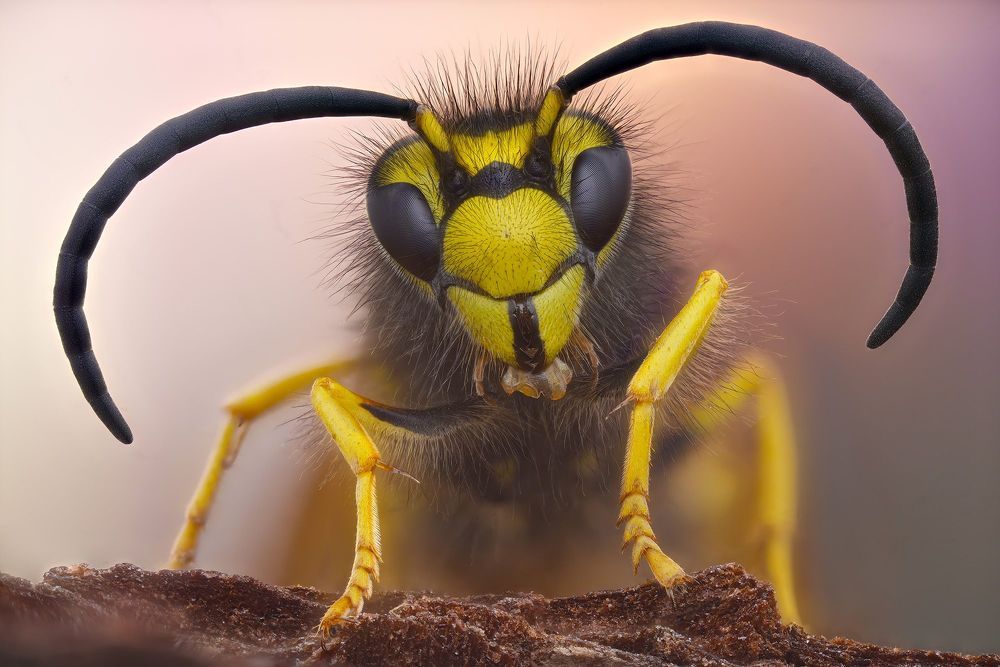 Портрет шершня