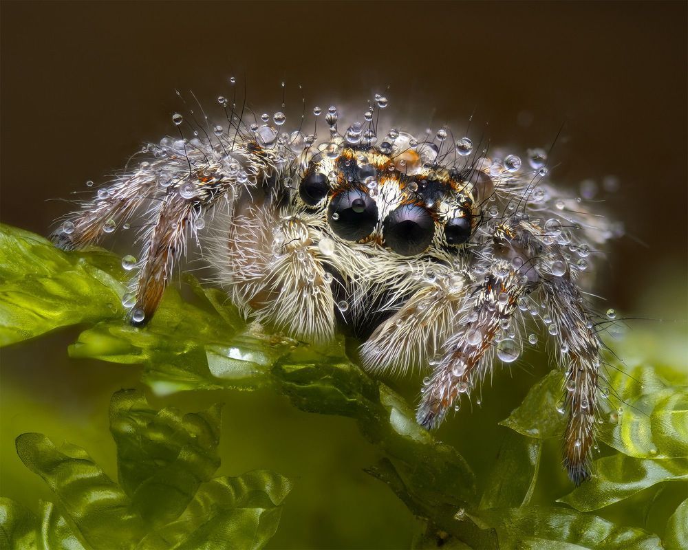 Скакунчик в росе