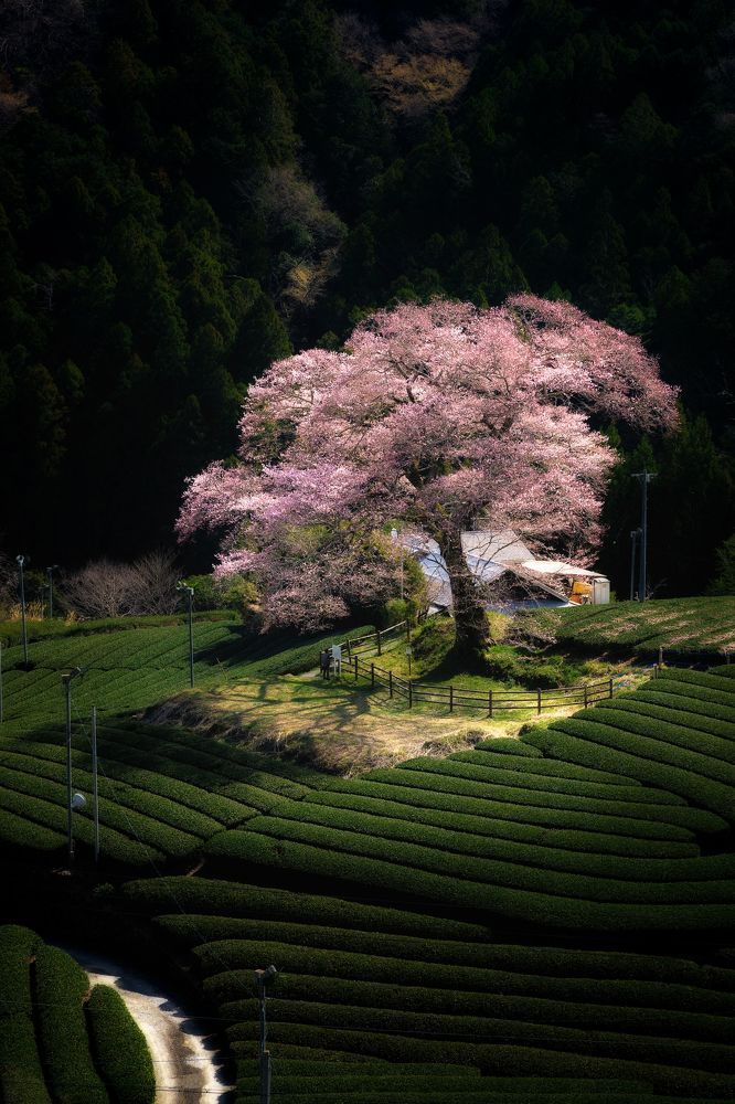 In The Tea Plantation