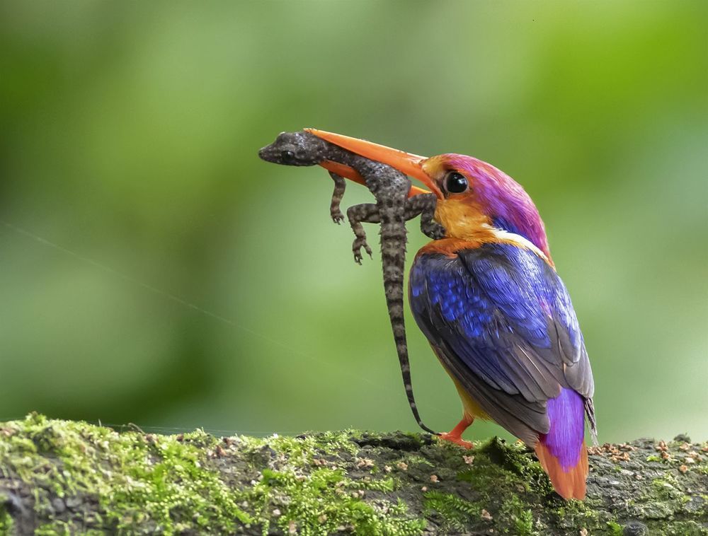 Photograph by kapil kolte