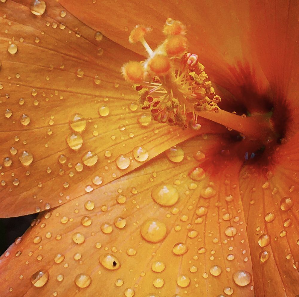 Raindrops on hibiscus flower