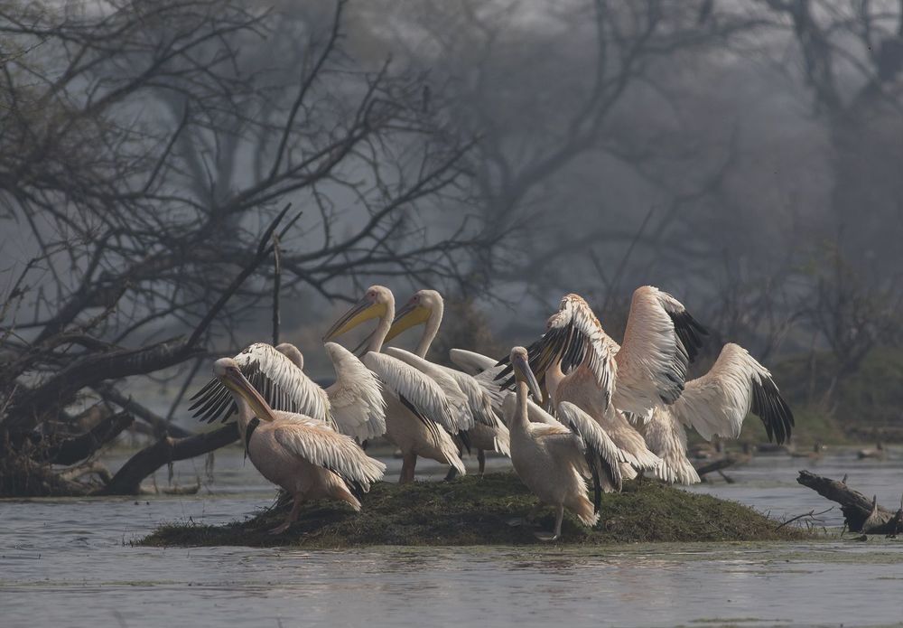 Photograph by kapil kolte