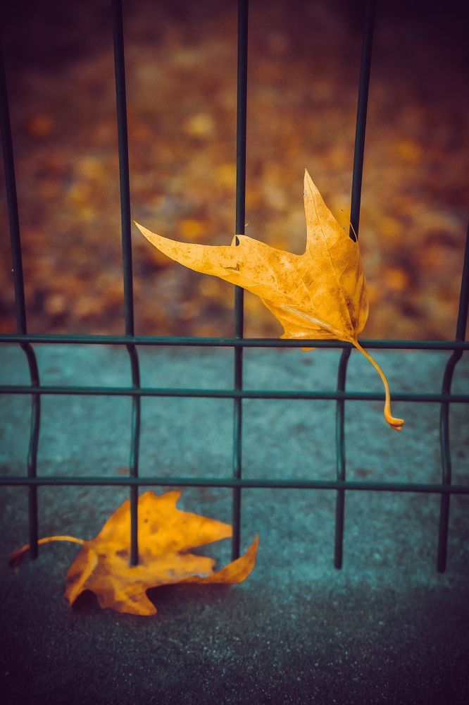 I'm falling for you  VS stab me in the heart