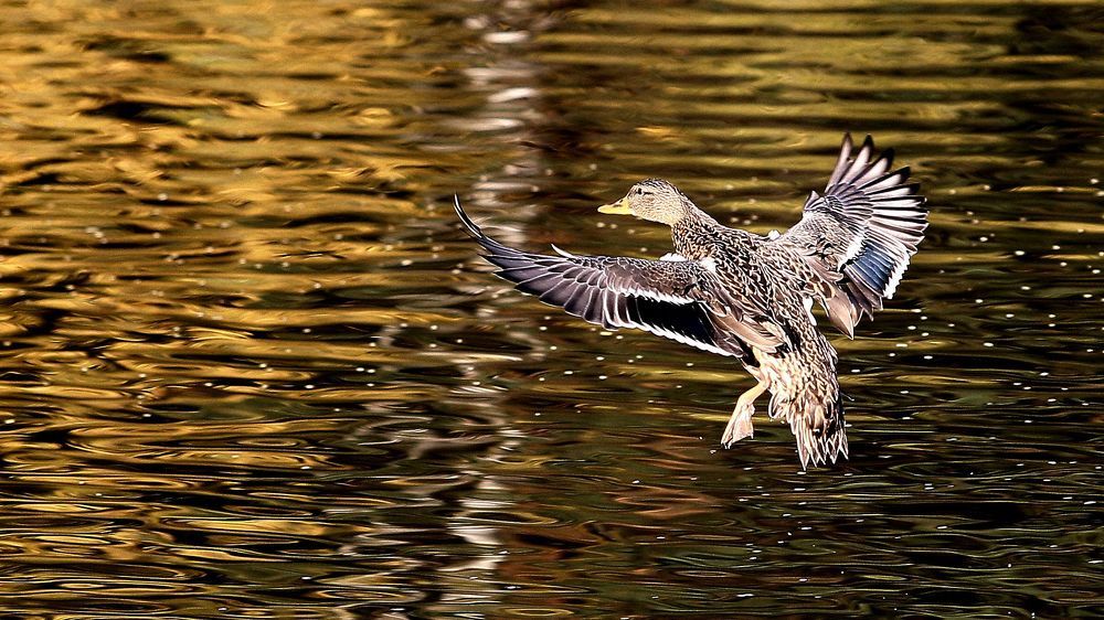 Photograph by Мороз Иван