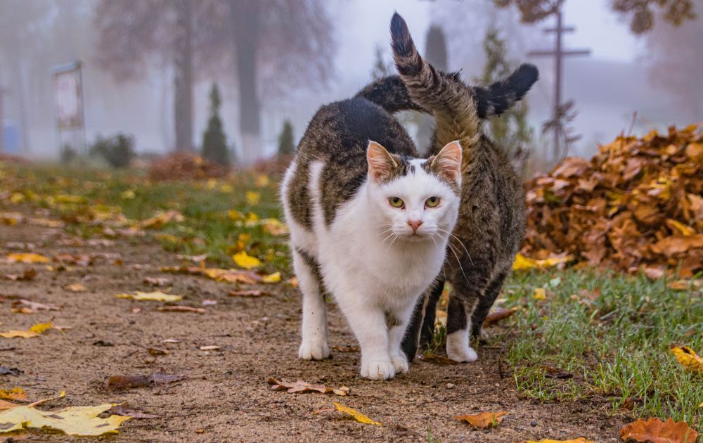 Фотография автора Екатерина Счасная