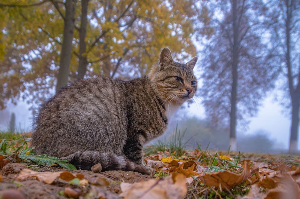 Фотография автора Екатерина Счасная