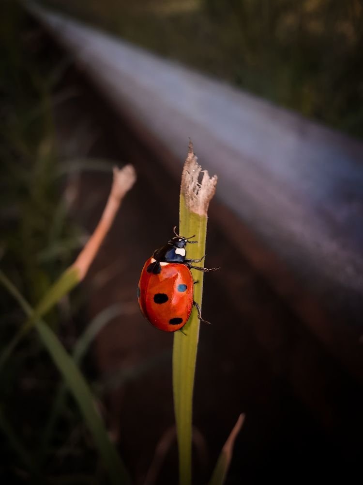 Photograph by Оксана Маракушина