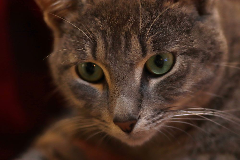 Photograph by Merav Zuberman Perkal