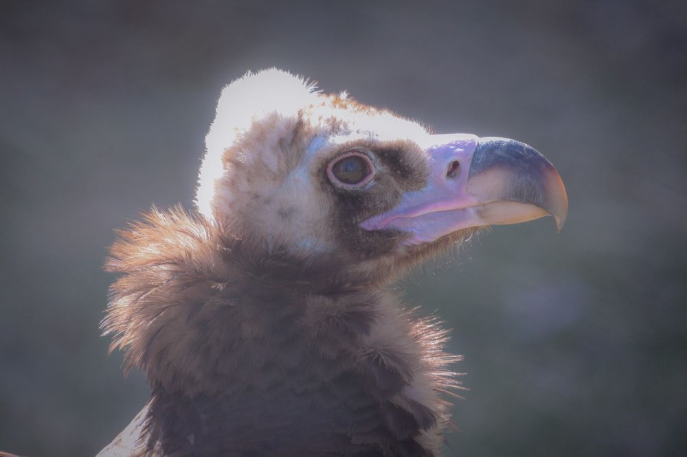 Фотография автора Елена Ку