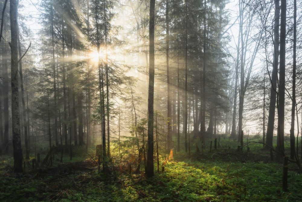 Photograph by Соколова Елена