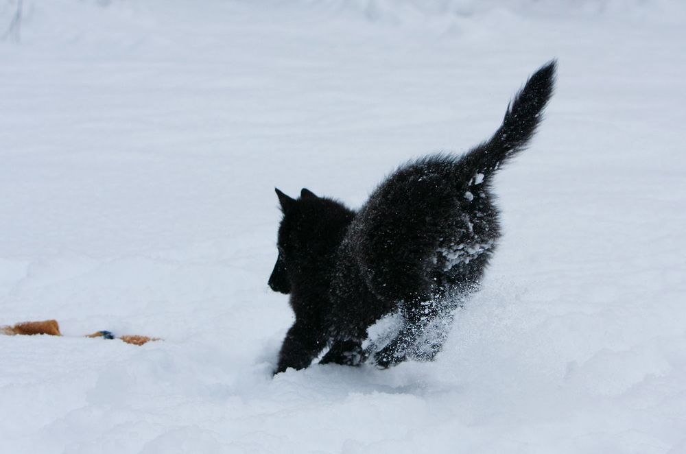 Фотография автора Надежда Лисицына